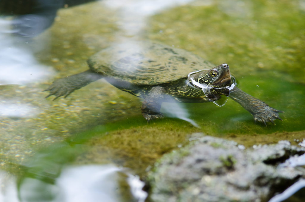 Mauremys reevesii