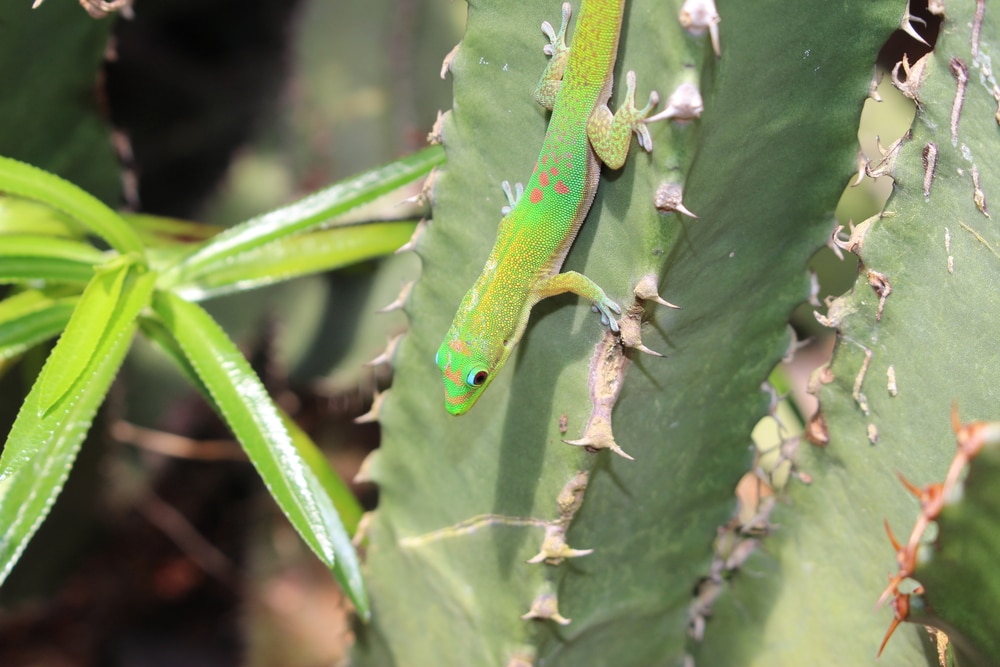 gold dust day gecko on plant
