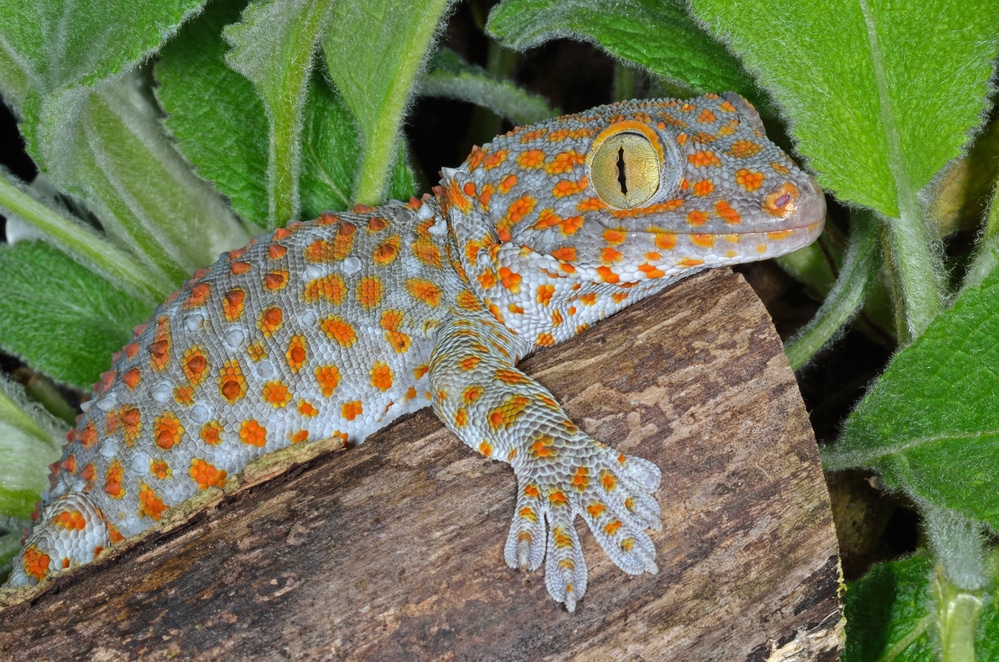 Tokay Gecko