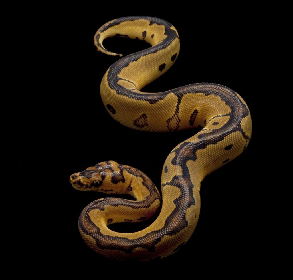 Clown Ball Python Morph Guide