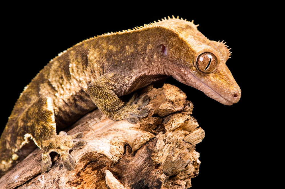 crested gecko