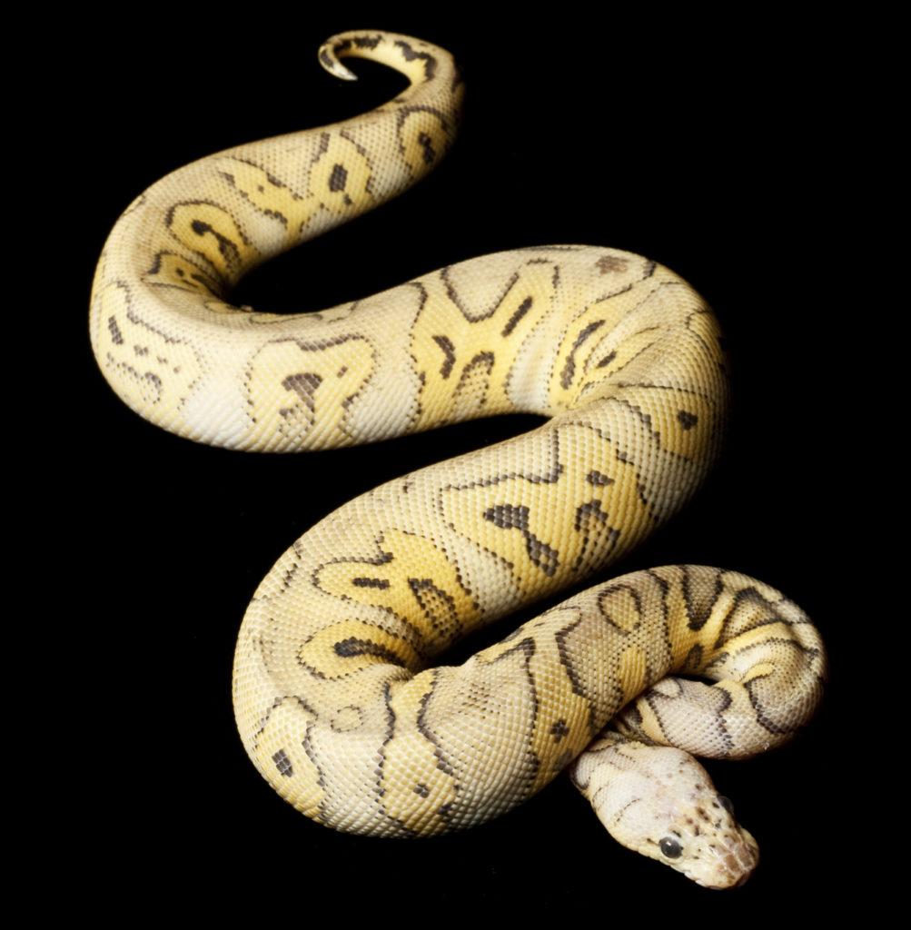 Killer clown ball python