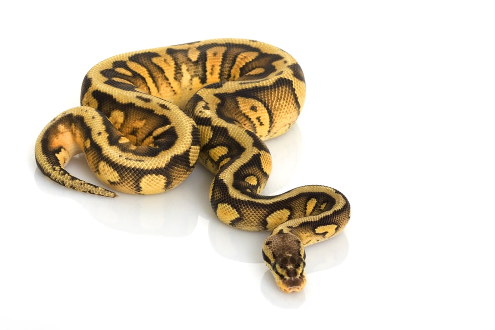Striped Super Pastel