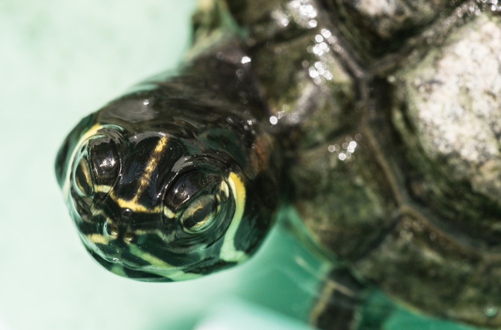 small turtle