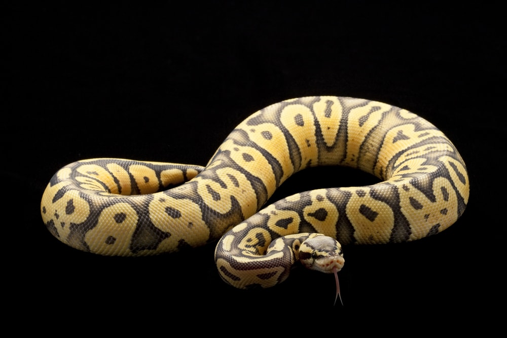 Pastel ball python
