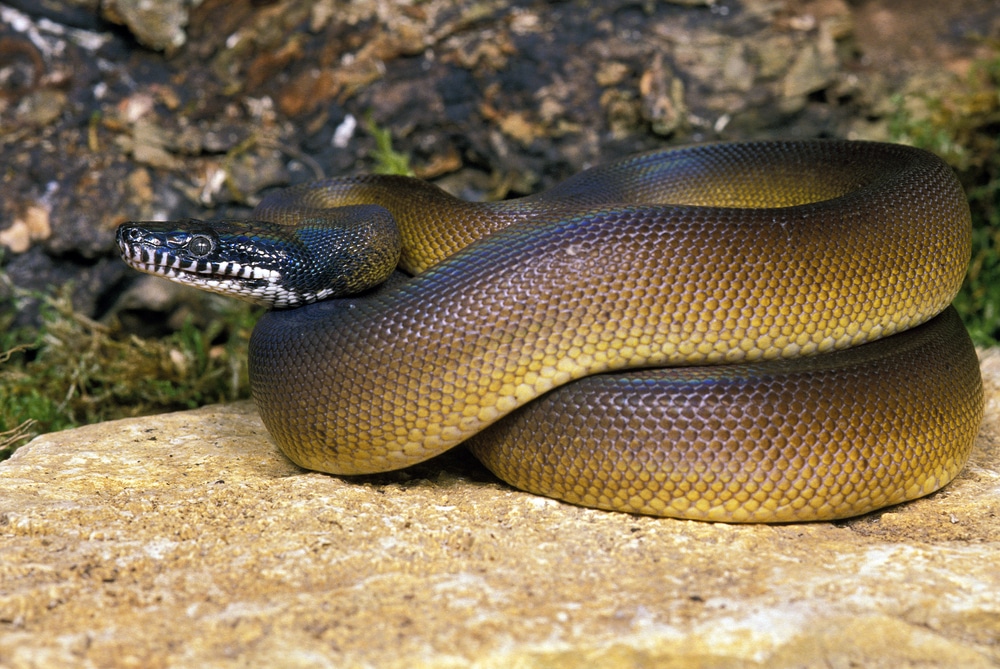 White Lipped Python