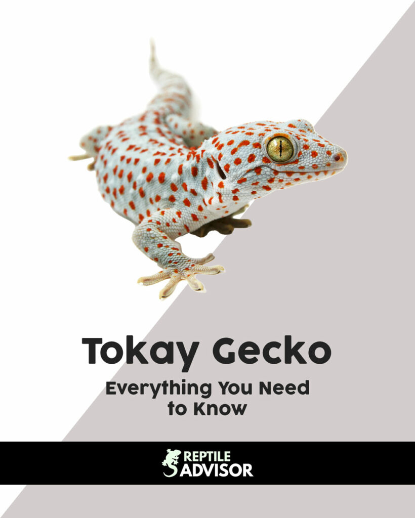 Tokay Gecko