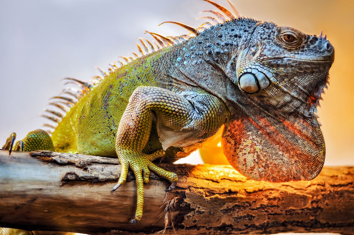 Lizard Names