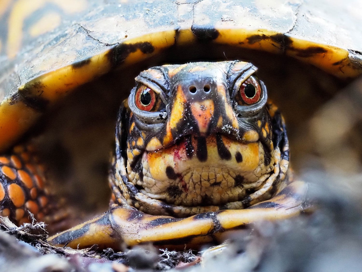 What do box turtles eat
