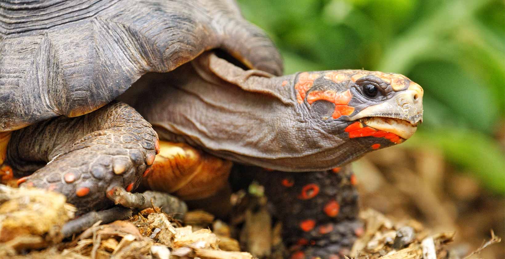 Red Footed Tortoise